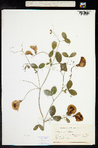 Lathyrus grandiflorus image