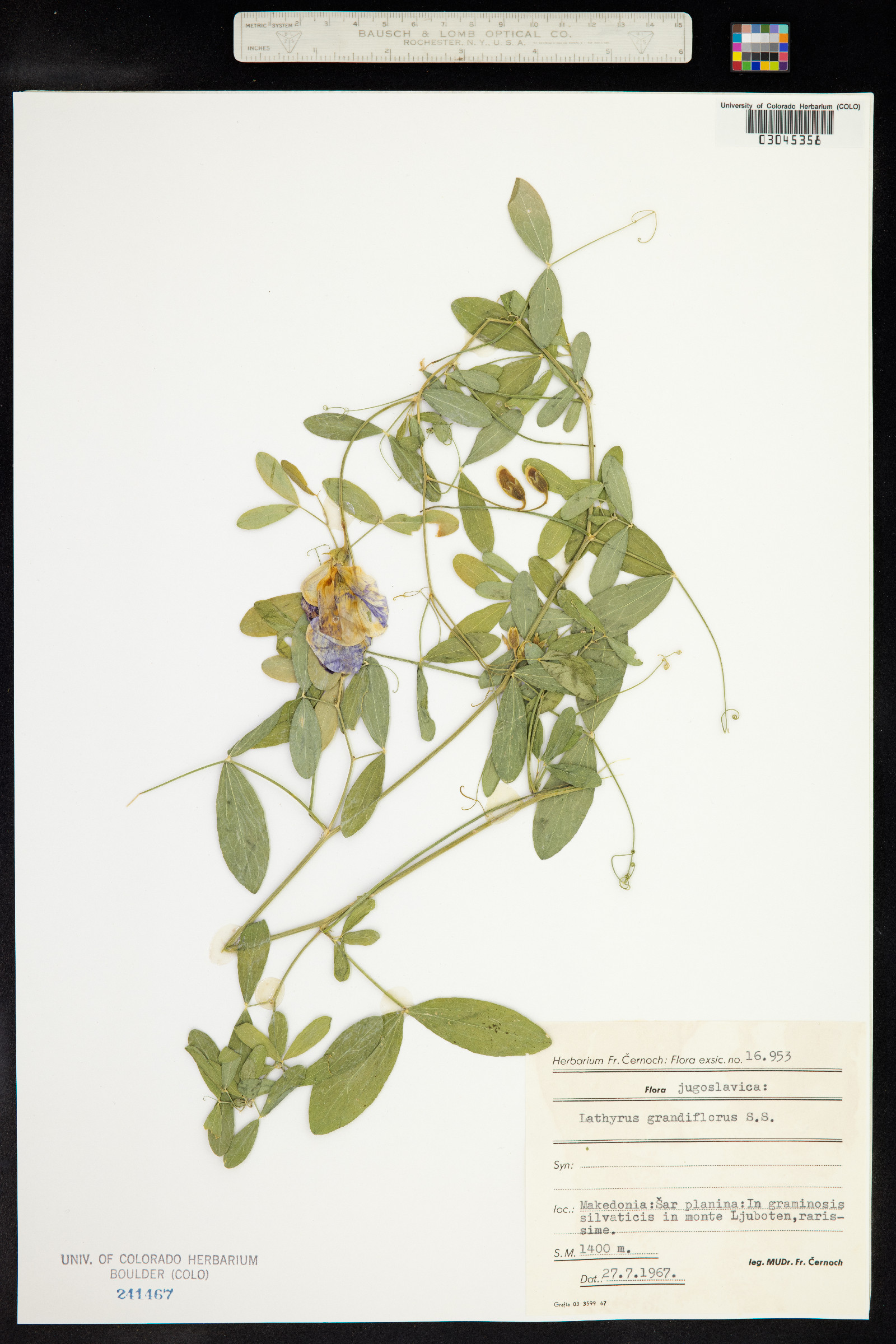Lathyrus grandiflorus image