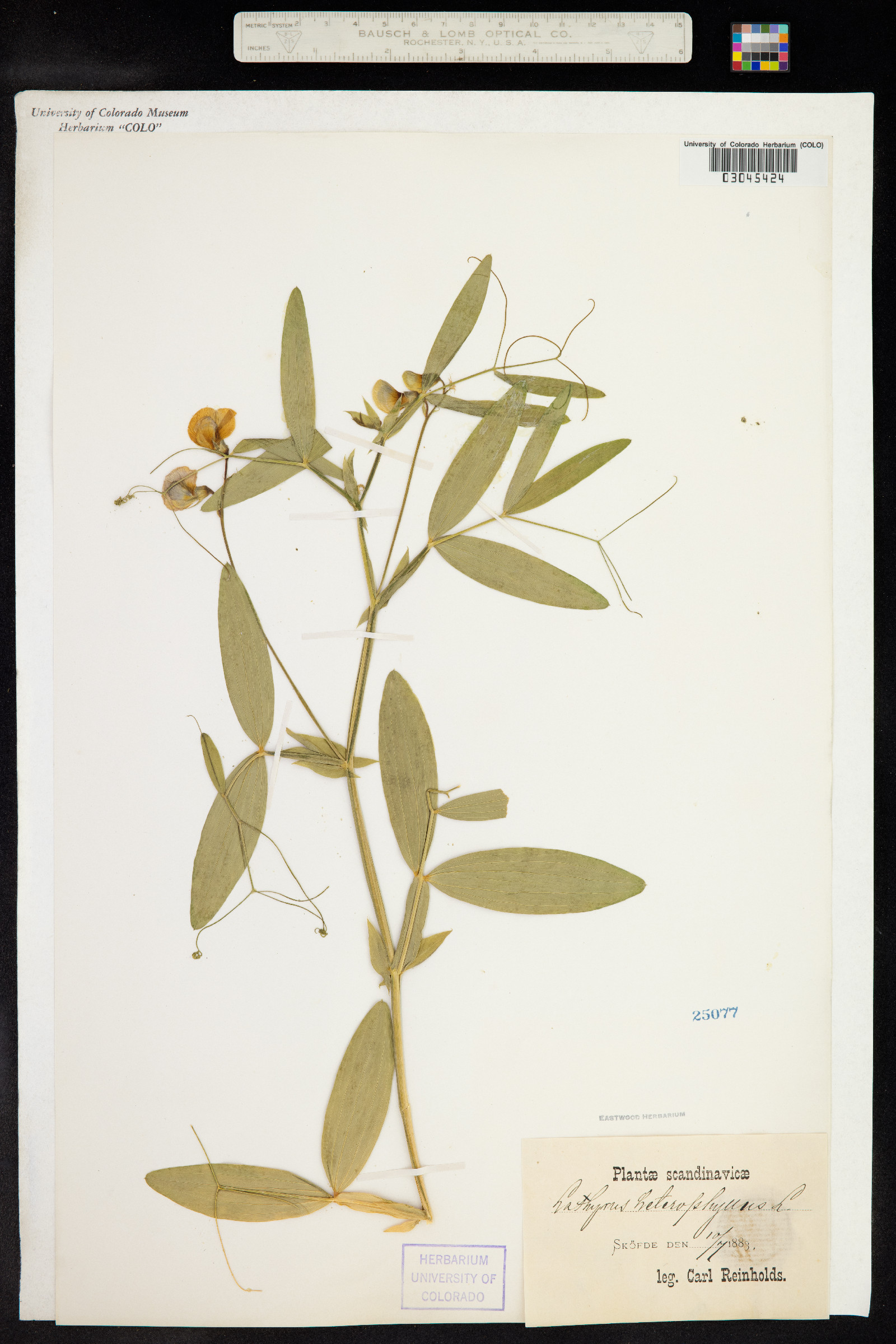 Lathyrus heterophyllus image