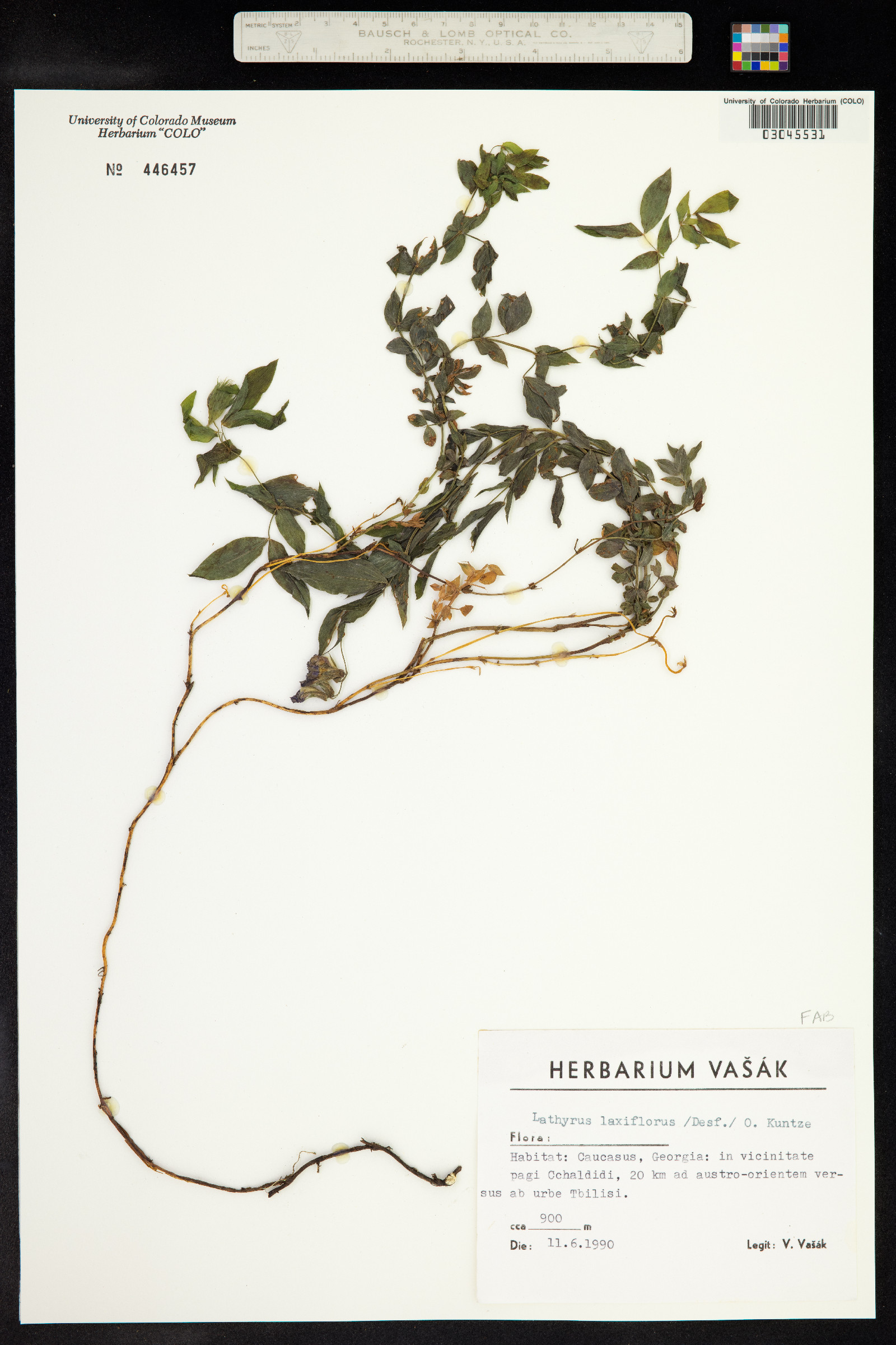 Lathyrus laxiflorus image