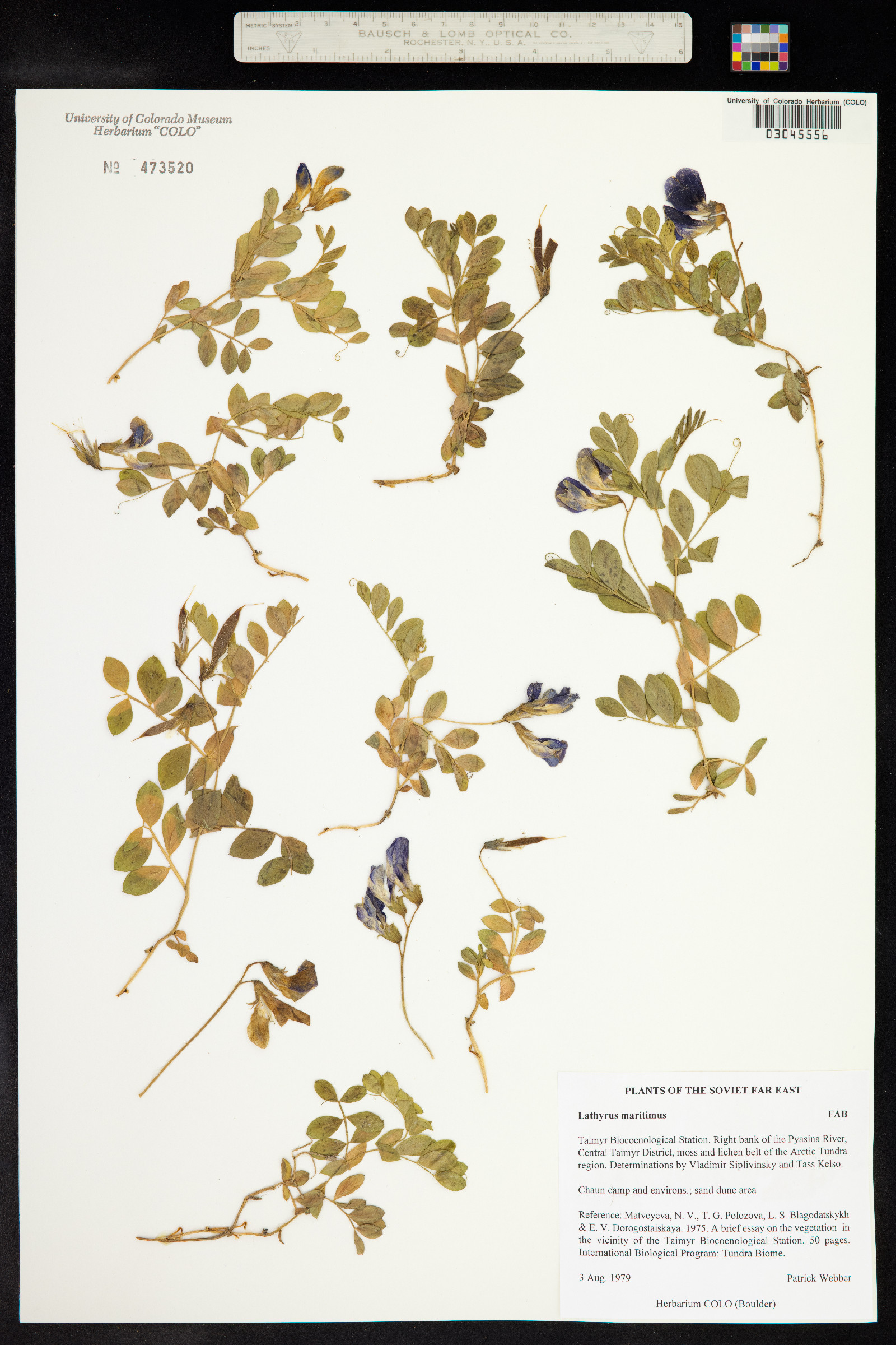 Lathyrus japonicus image