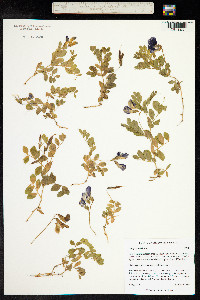 Lathyrus maritimus image