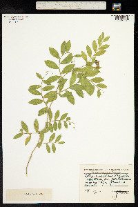 Lathyrus japonicus image