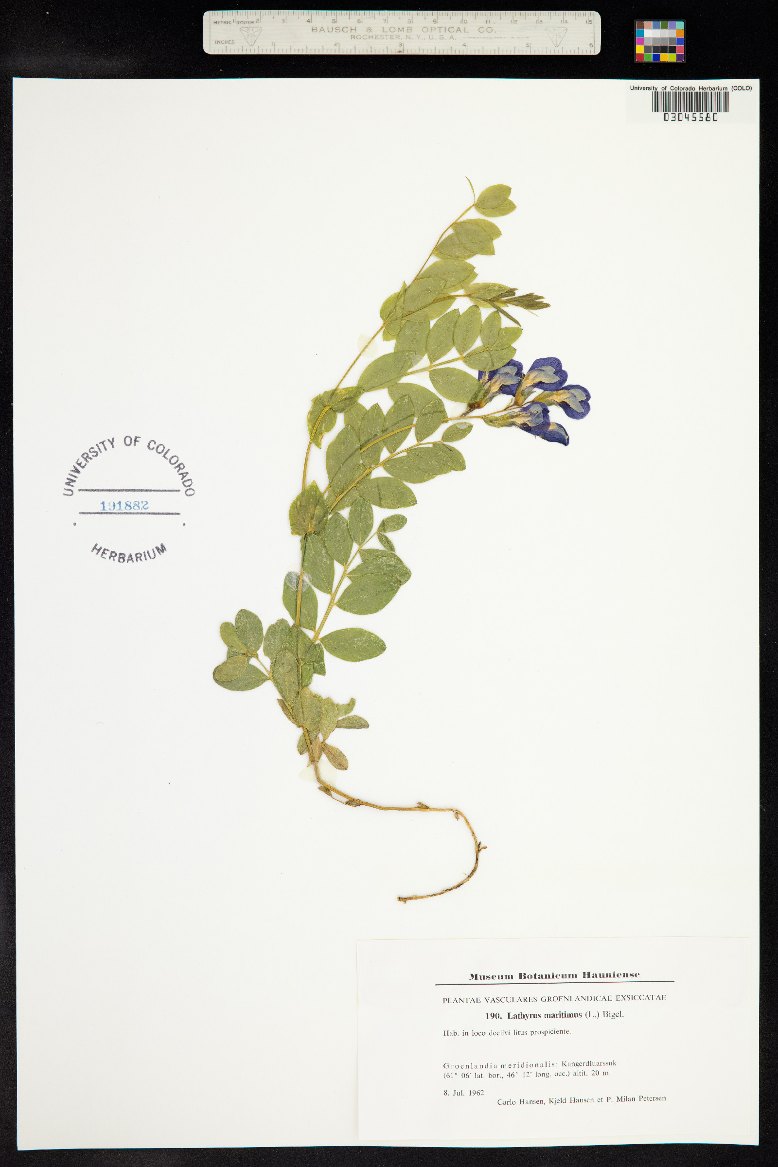 Lathyrus japonicus var. maritimus image