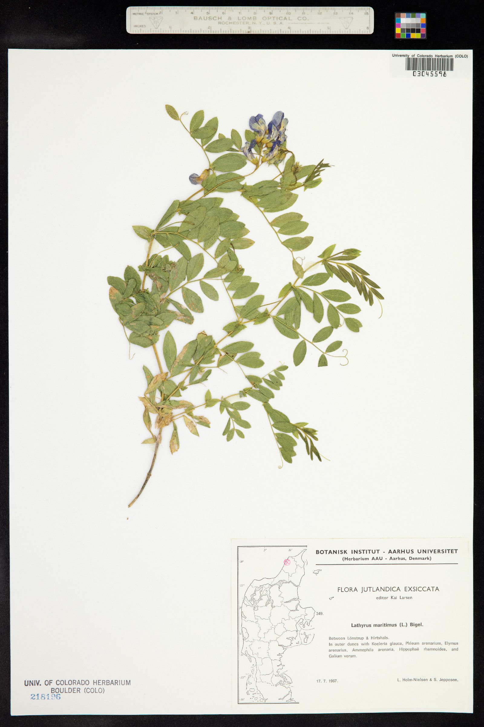Lathyrus japonicus image