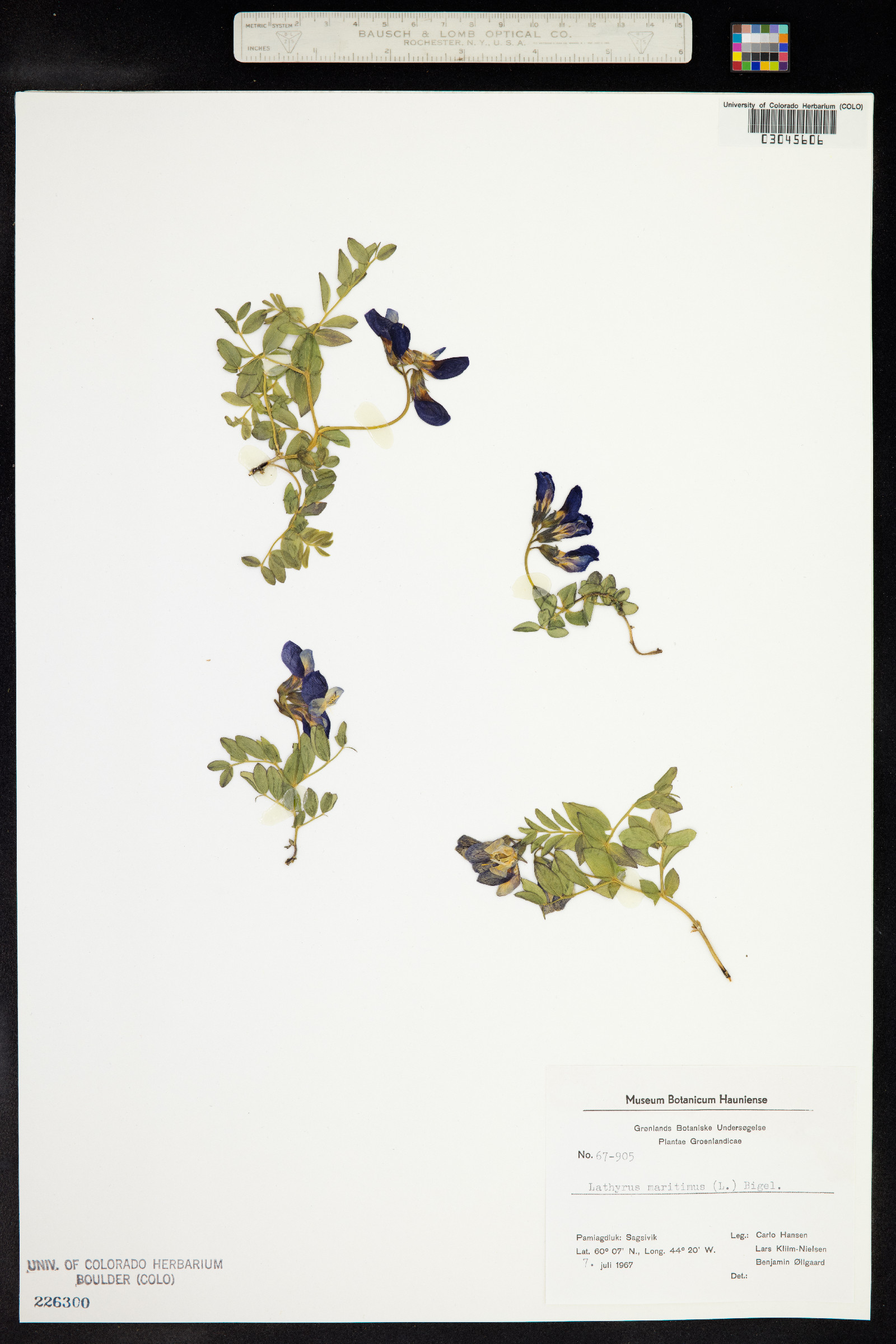 Lathyrus japonicus image