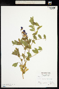 Lathyrus japonicus image