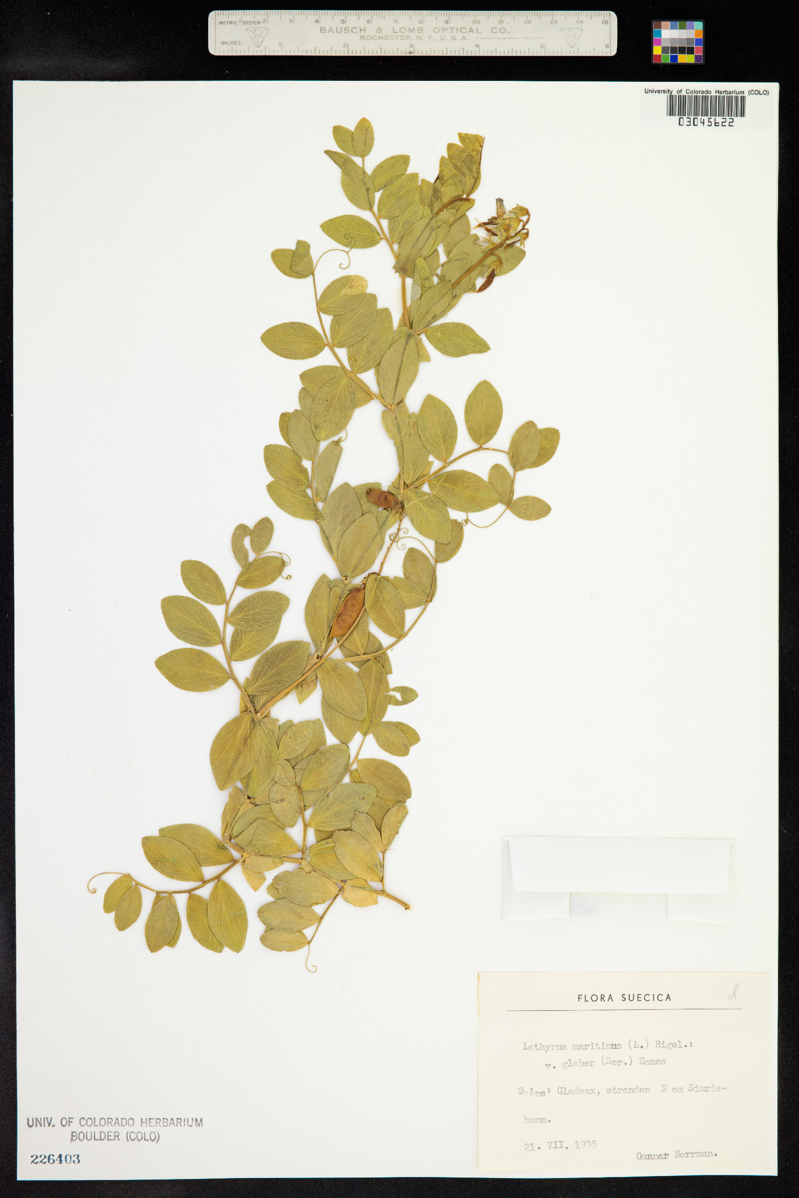 Lathyrus japonicus var. maritimus image