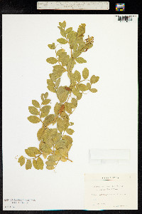 Lathyrus maritimus image