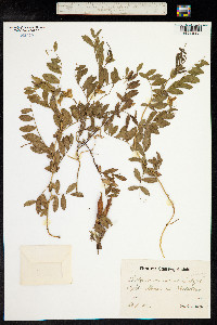 Lathyrus japonicus image