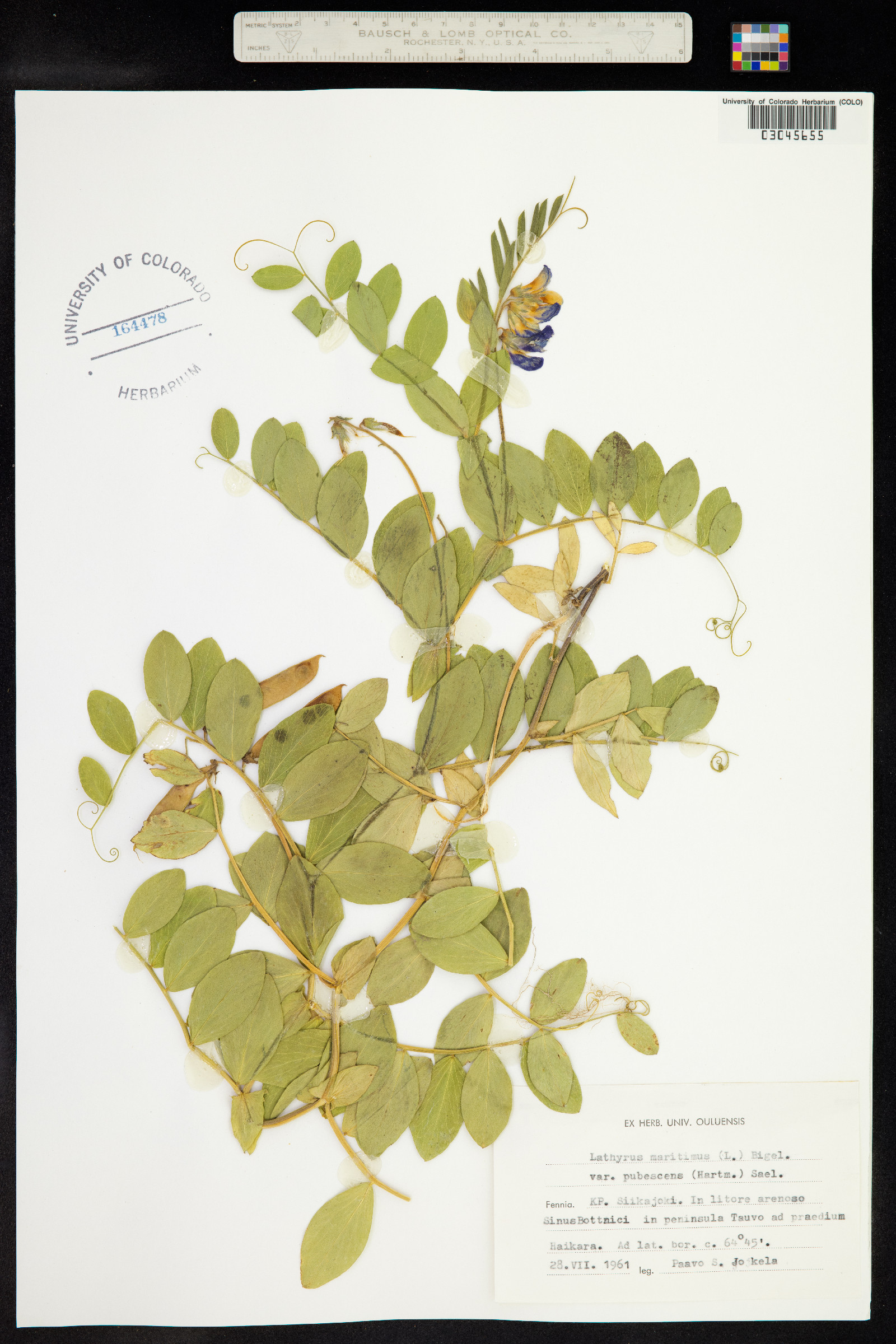 Lathyrus japonicus var. maritimus image