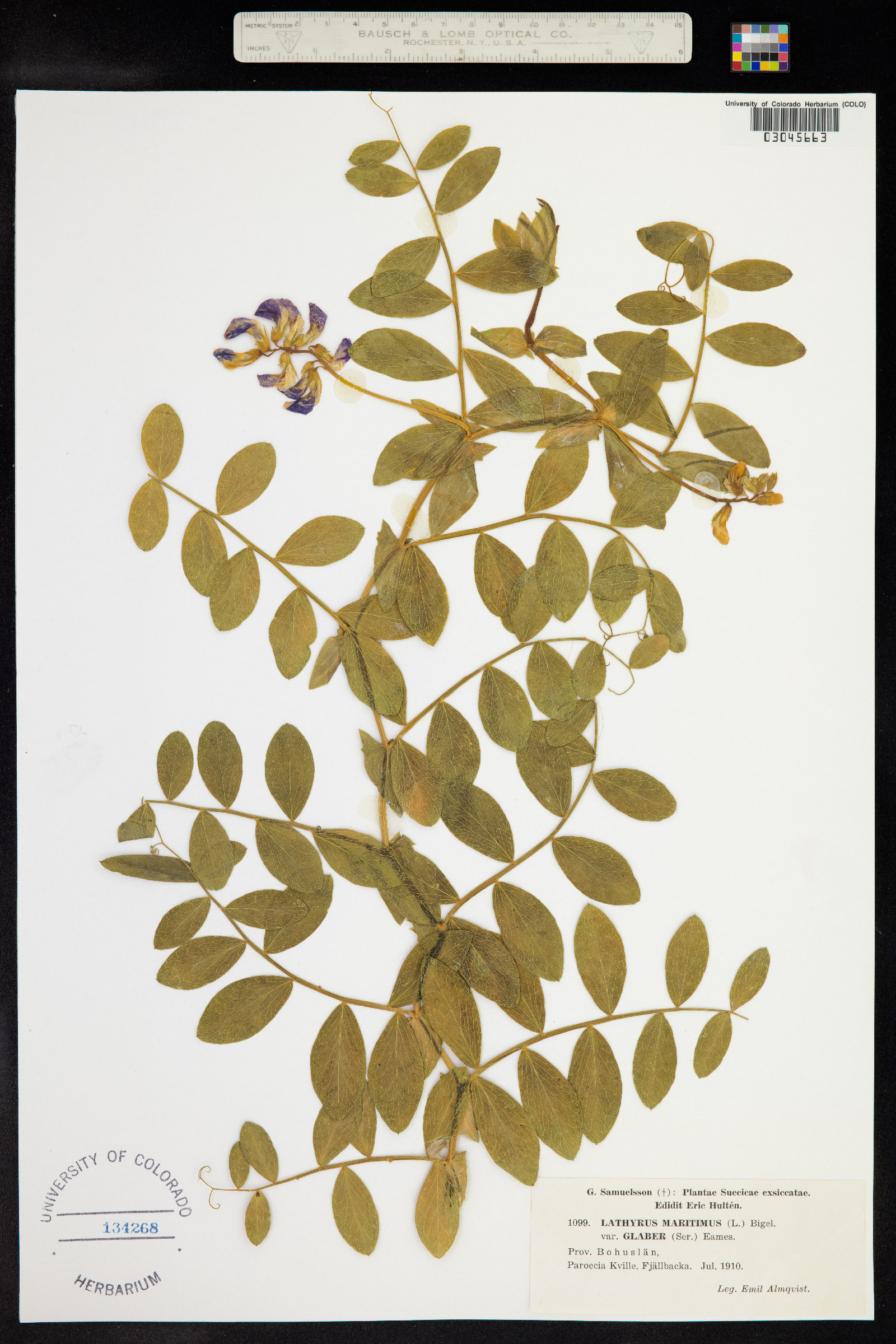 Lathyrus japonicus var. maritimus image