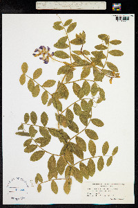 Lathyrus maritimus image