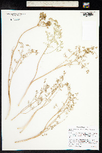 Lomatium papilioniferum image