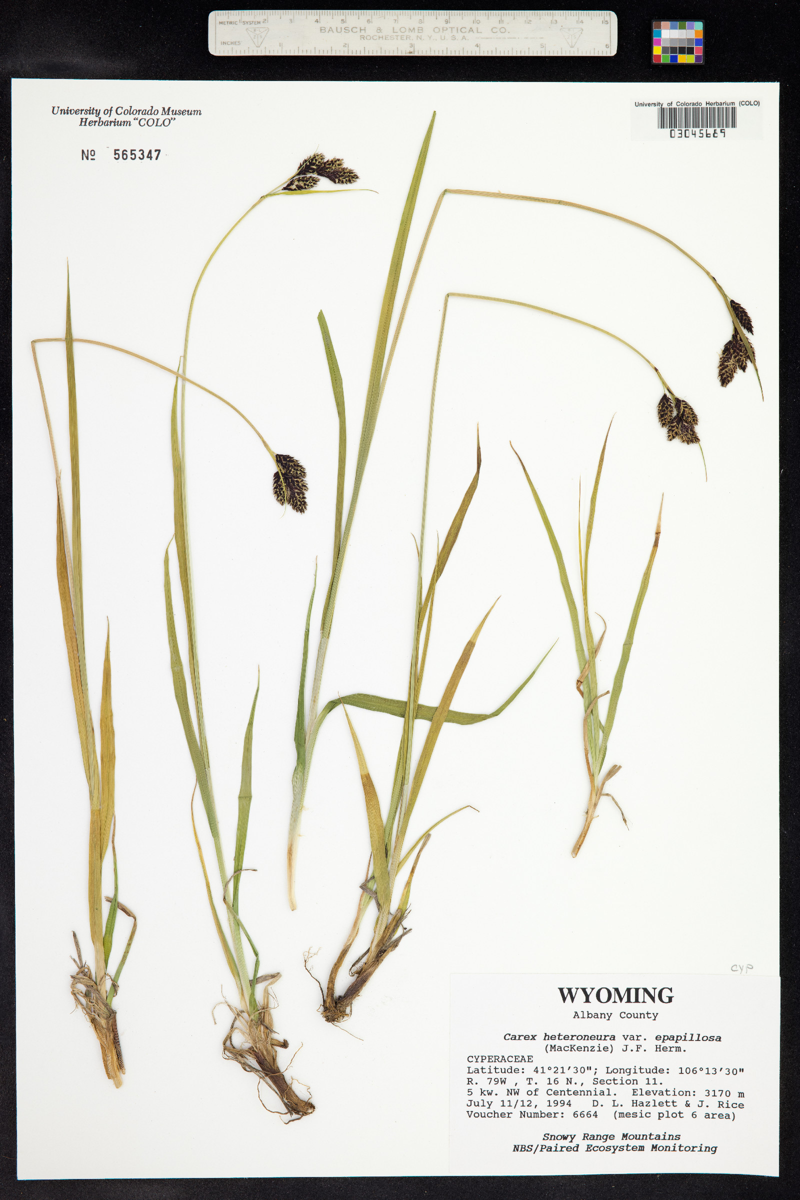 Carex heteroneura image