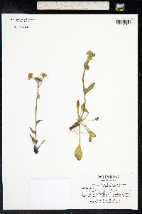 Packera dimorphophylla var. dimorphophylla image