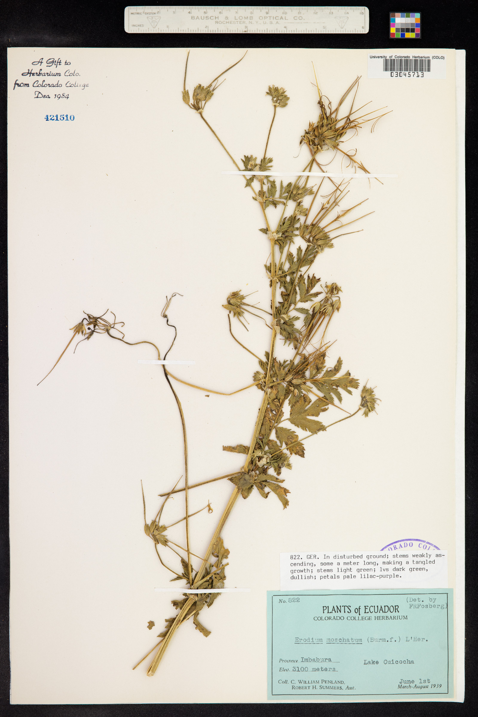 Erodium moschatum image