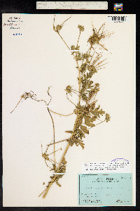 Erodium moschatum image