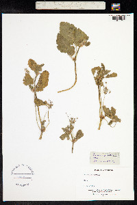 Erodium malacoides image