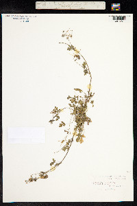 Erodium malacoides image