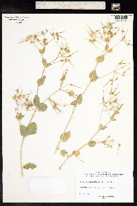 Erodium malacoides image