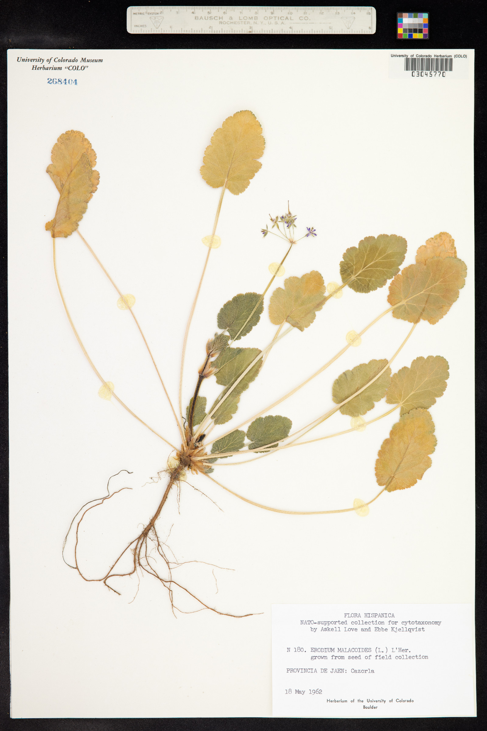 Erodium malacoides image