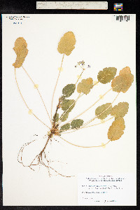 Erodium malacoides image