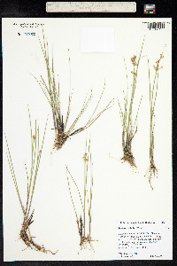 Juncus ensifolius image