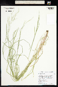 Poa leptocoma image