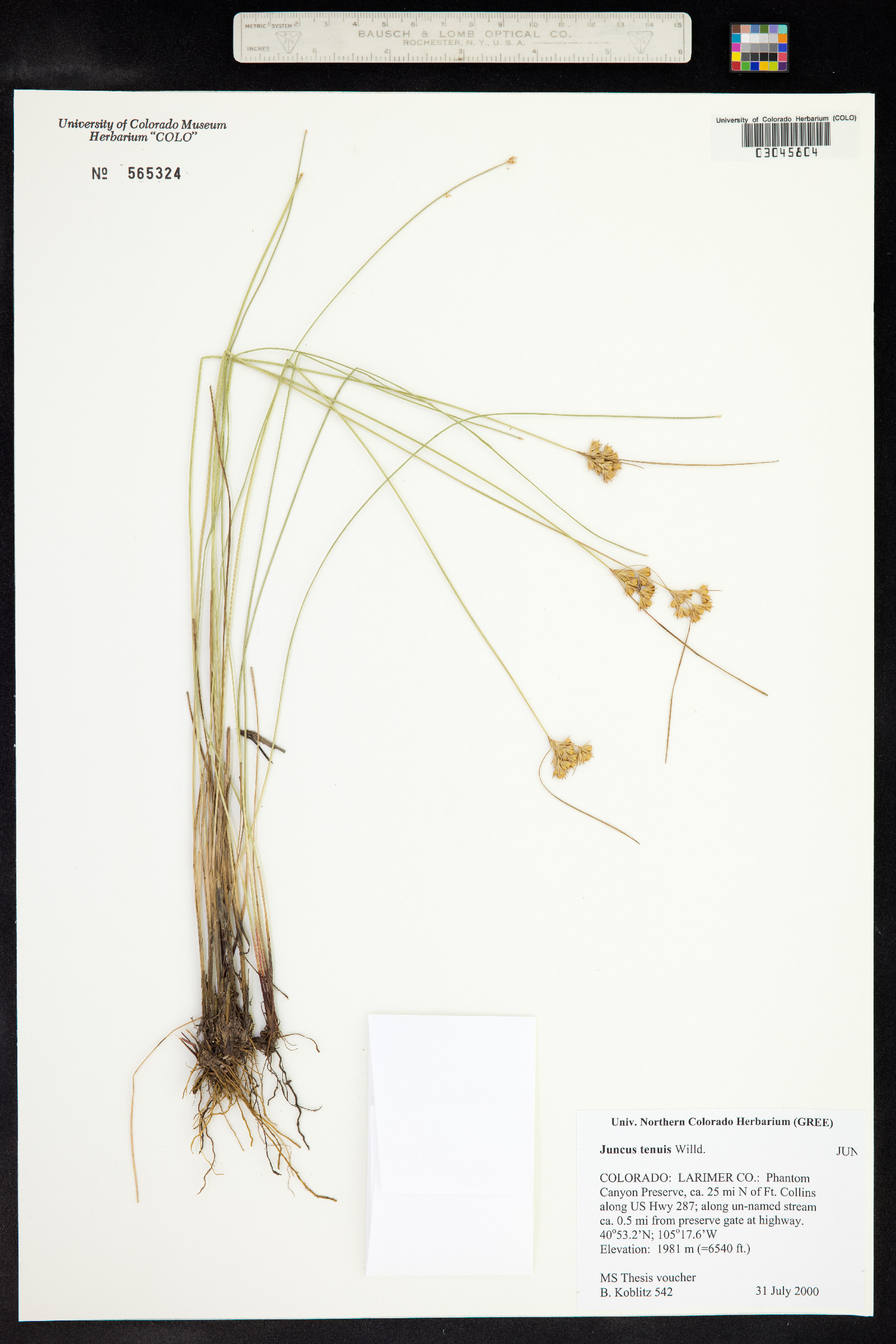 Juncus tenuis image