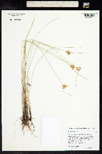 Juncus tenuis image