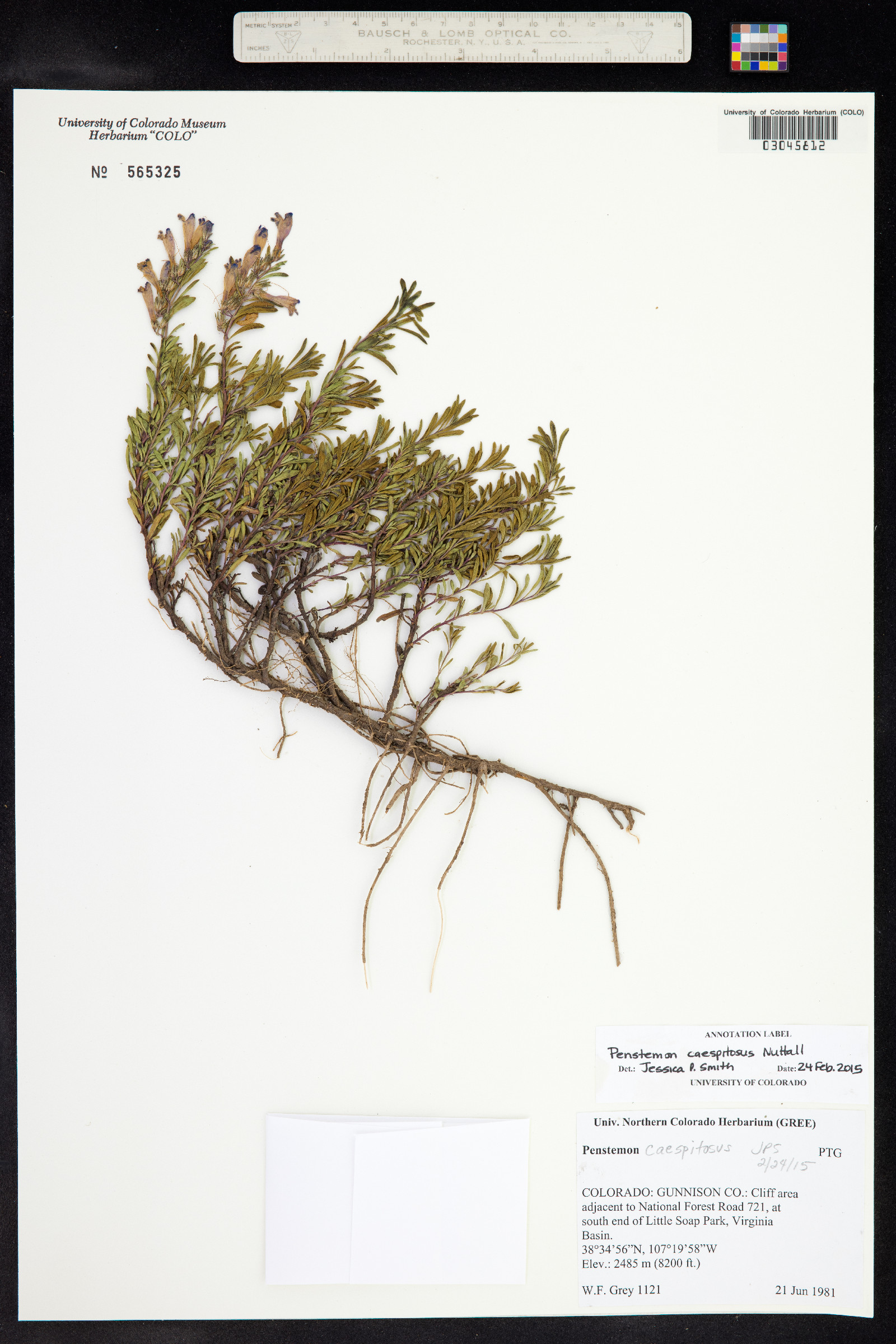 Penstemon caespitosus image