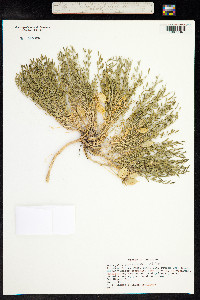 Astragalus eastwoodiae image