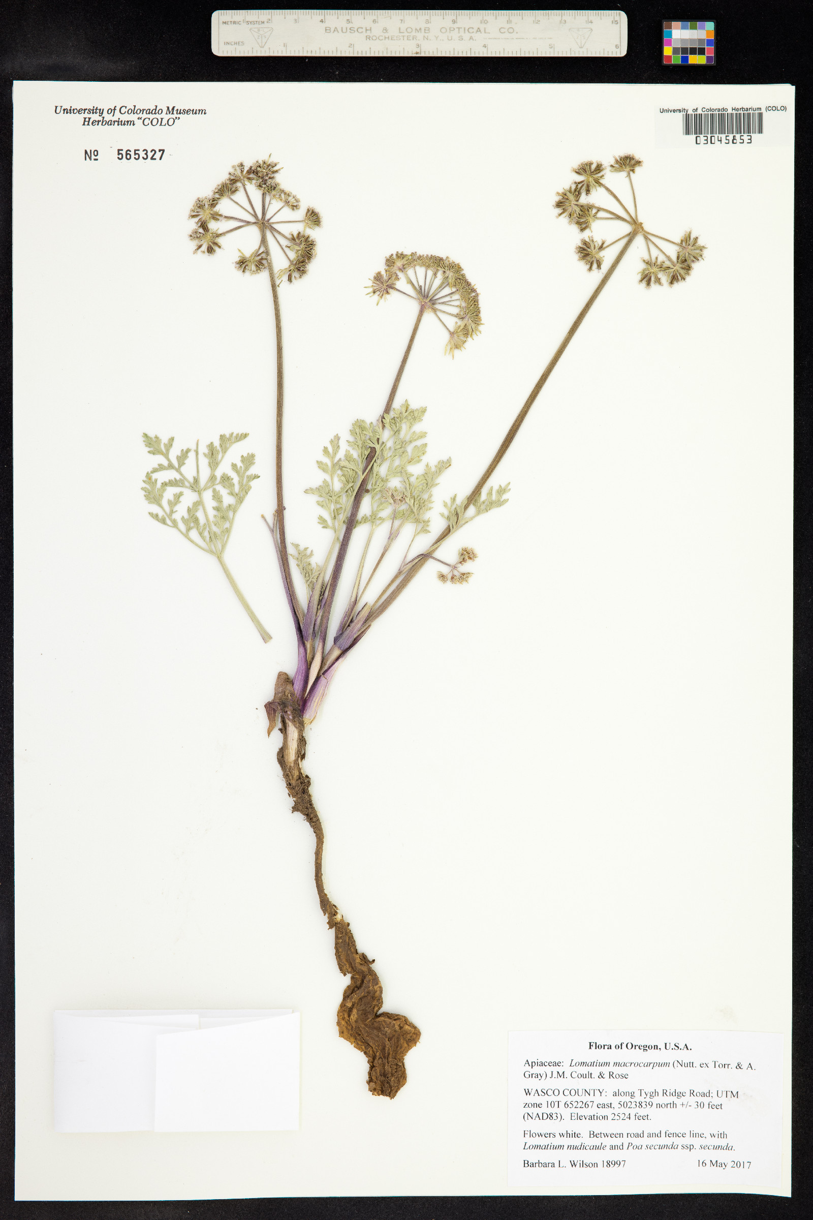 Lomatium macrocarpum image