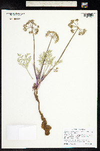 Lomatium macrocarpum image