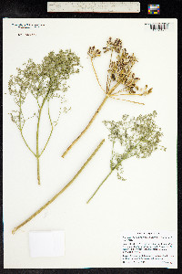 Lomatium papilioniferum image