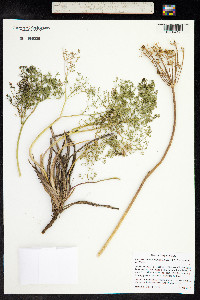Lomatium papilioniferum image