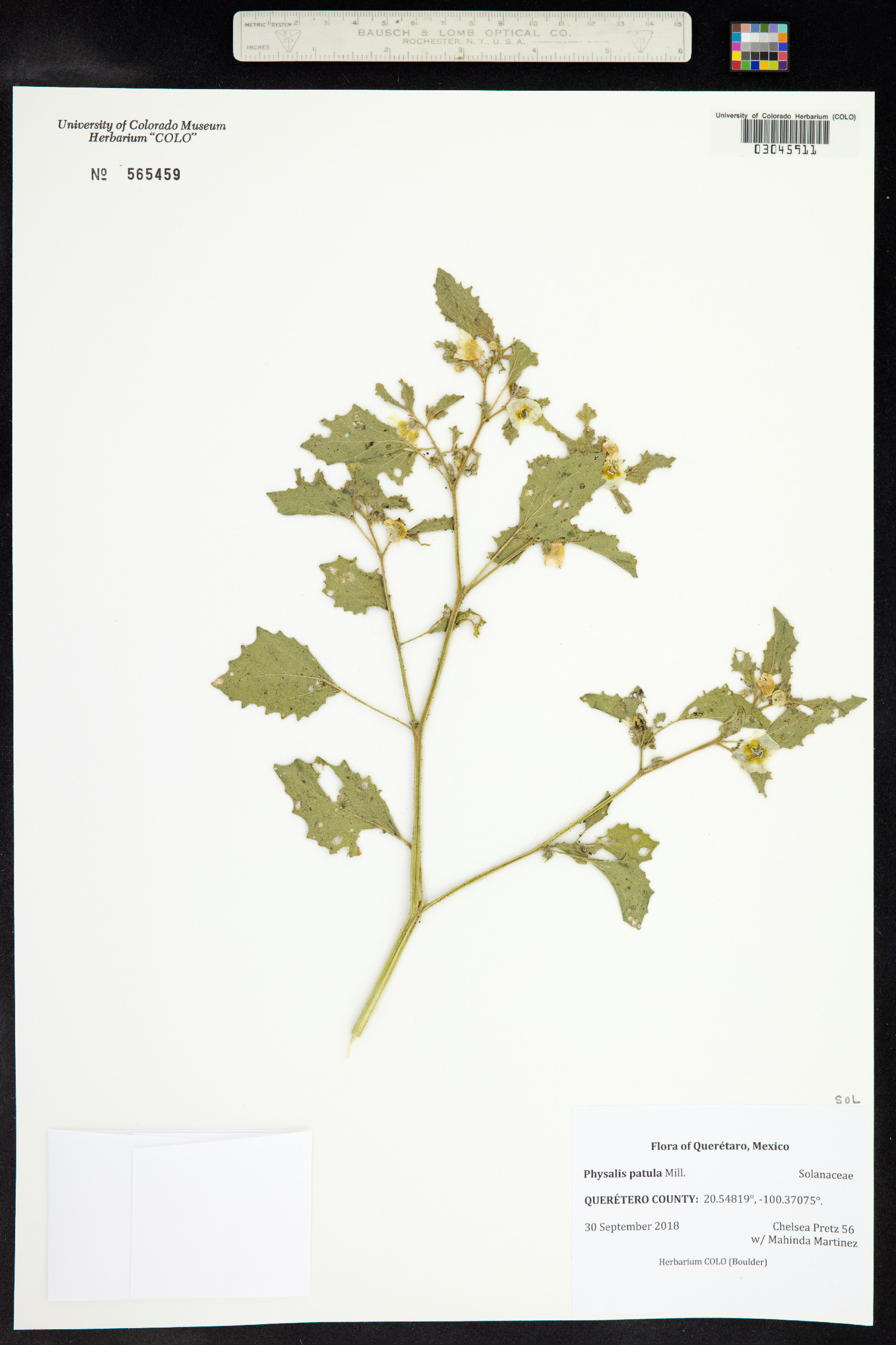 Physalis patula image