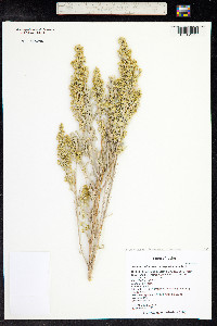 Seriphidium tridentatum image