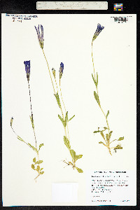 Gentianopsis thermalis image