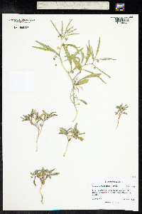 Chamaesaracha arida image
