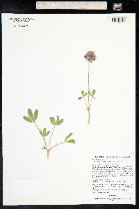 Trifolium parryi image