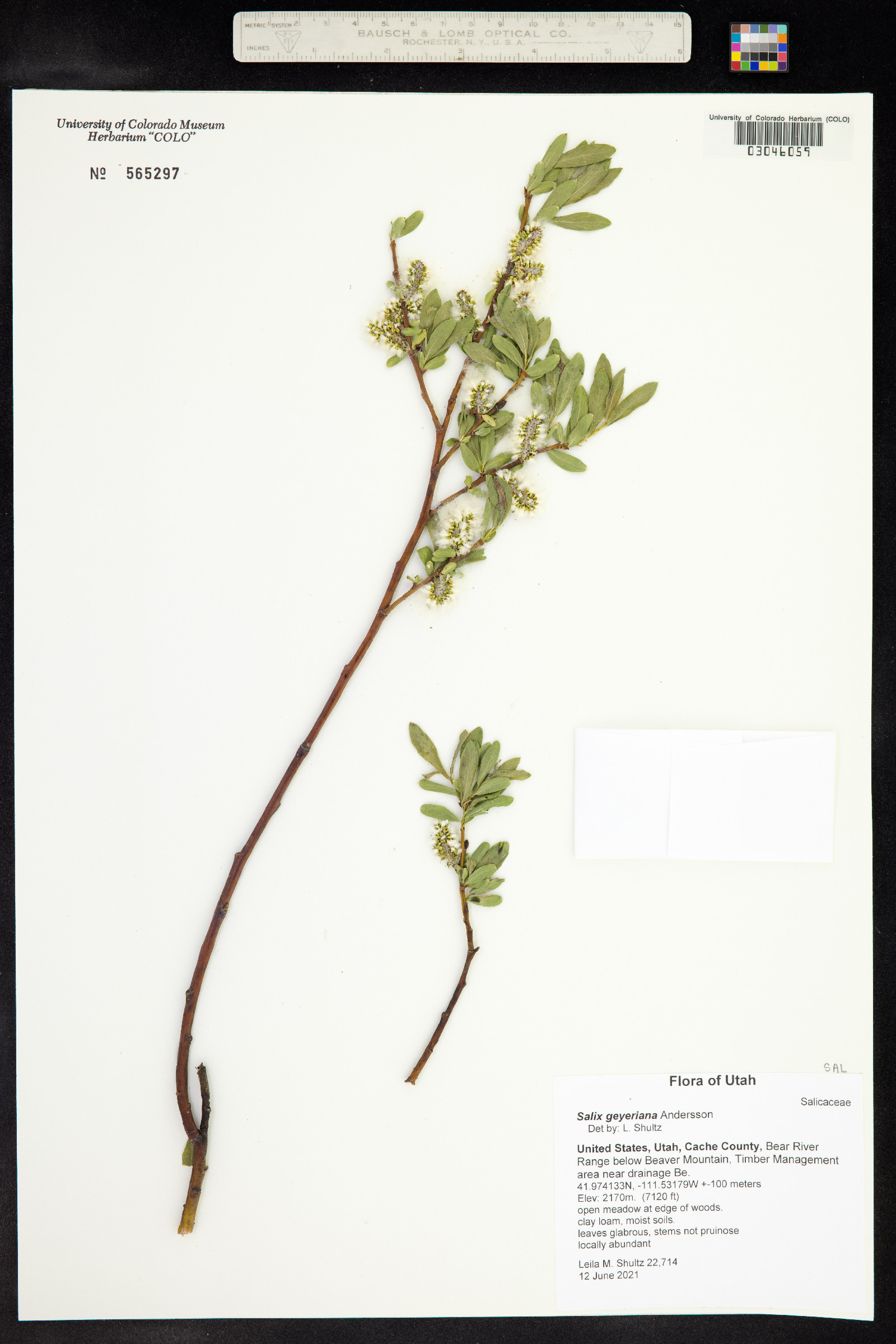 Salix geyeriana image