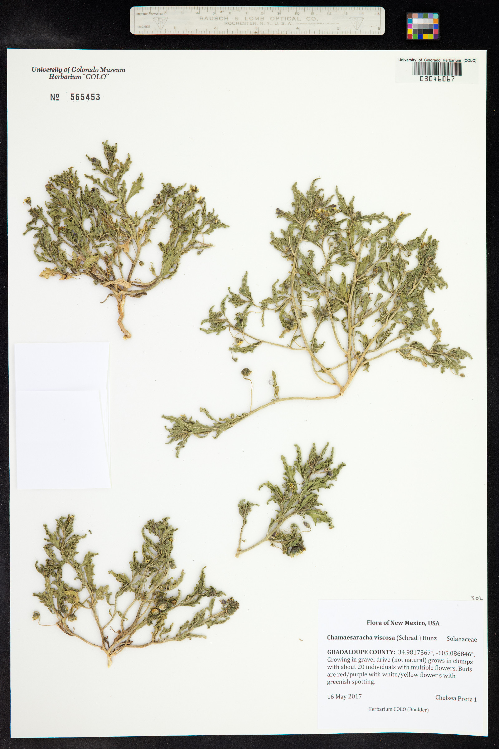 Chamaesaracha viscosa image