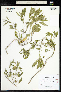 Physalis longifolia image