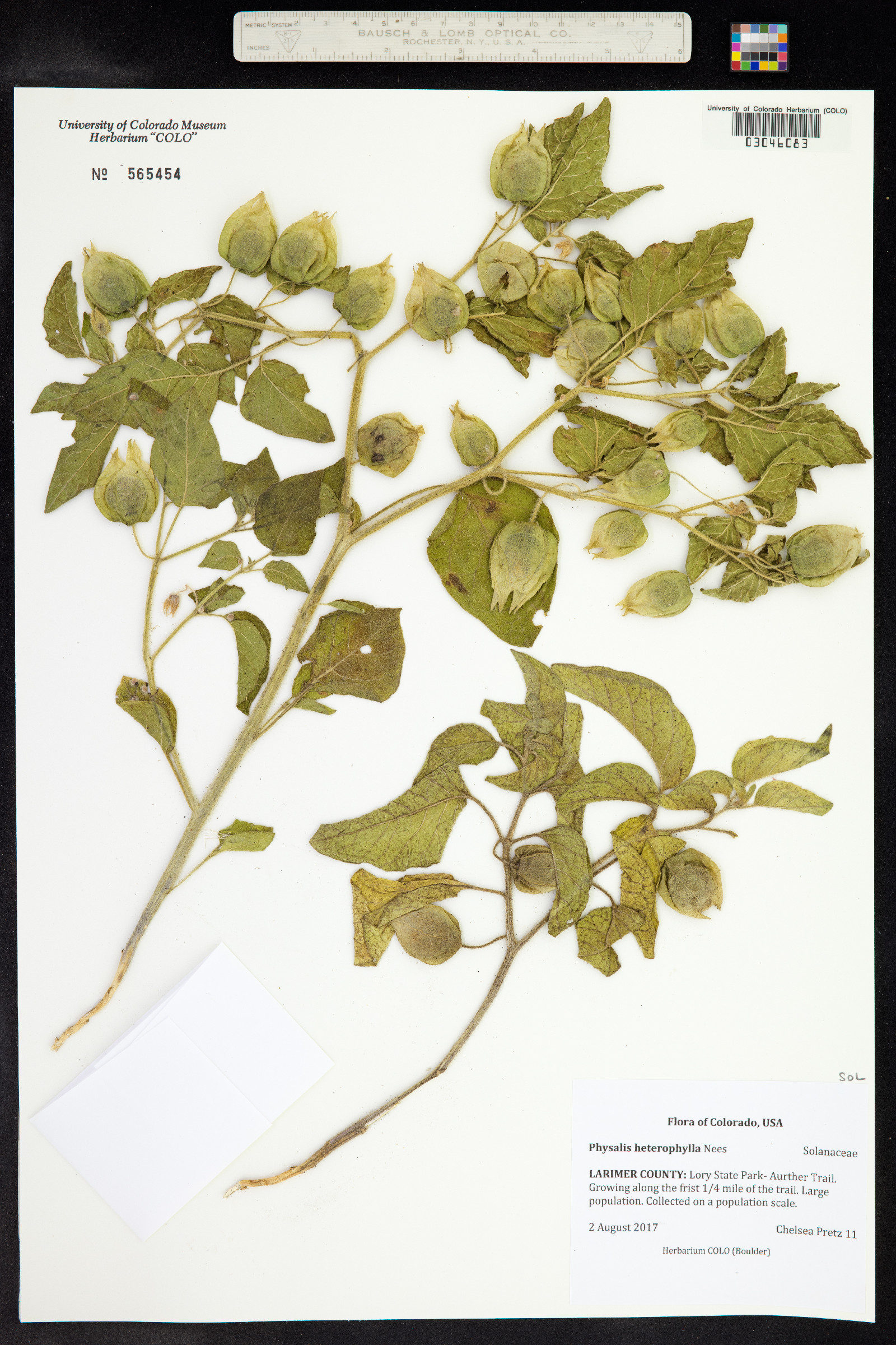 Physalis heterophylla image