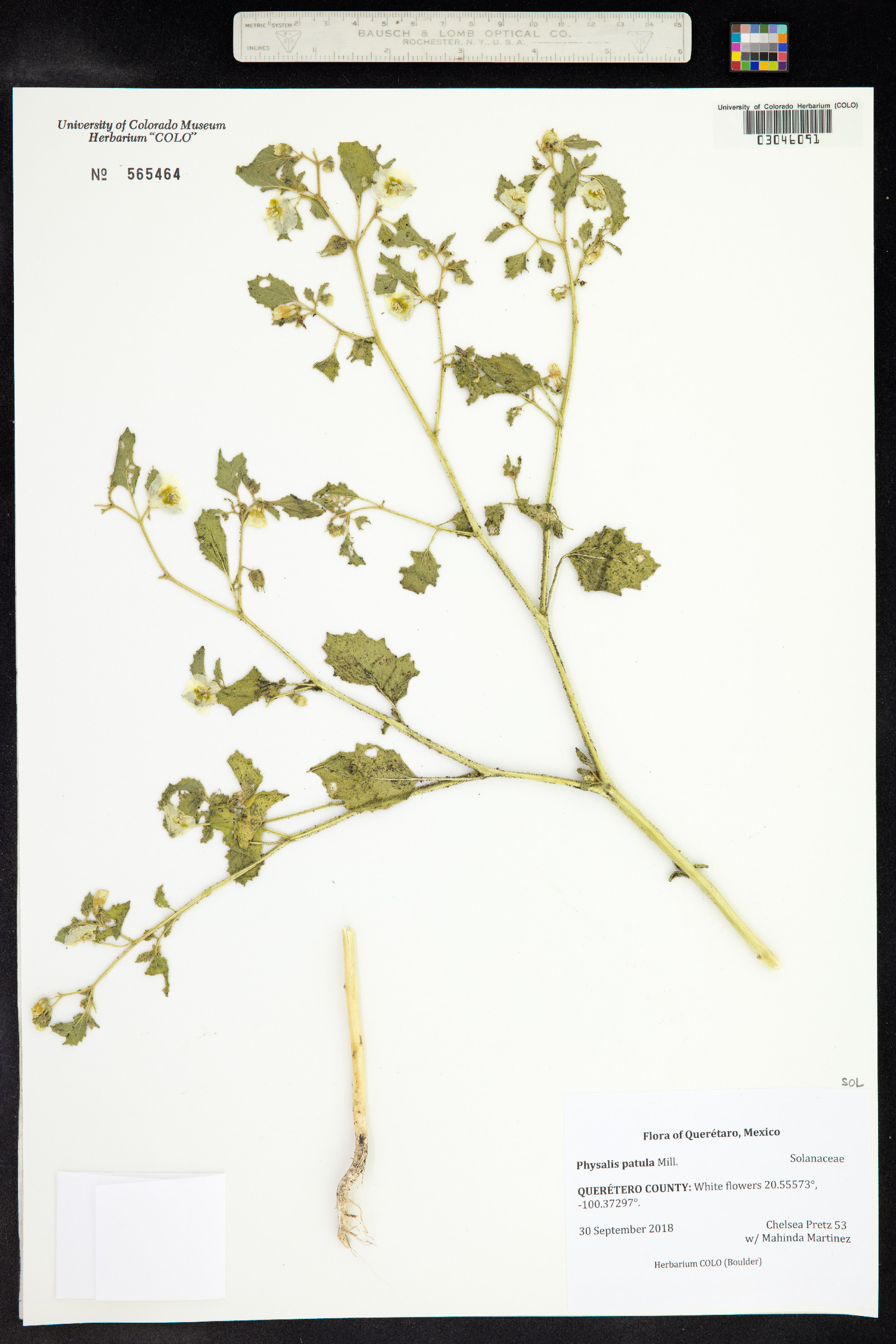 Physalis patula image