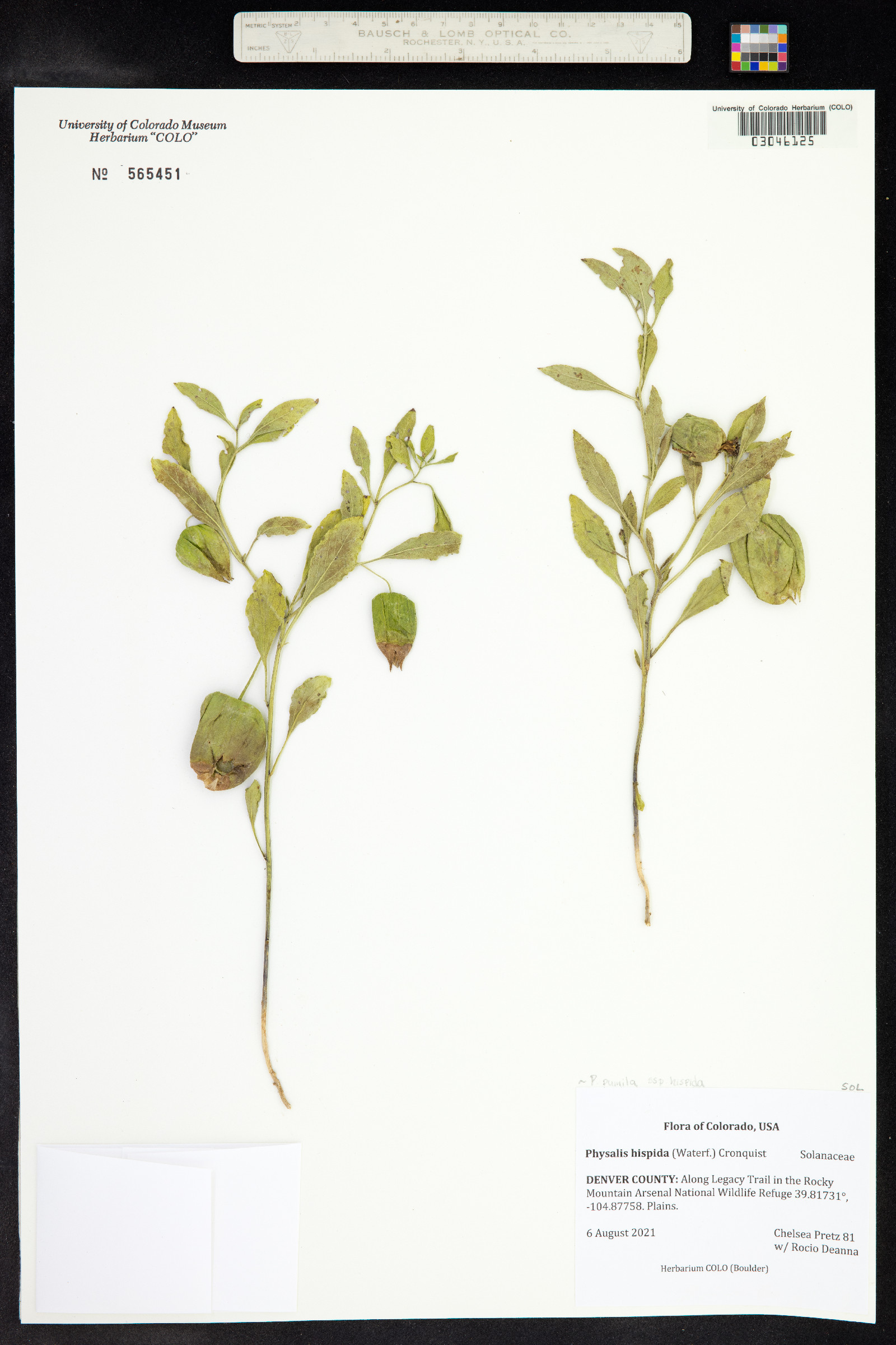 Physalis pumila image