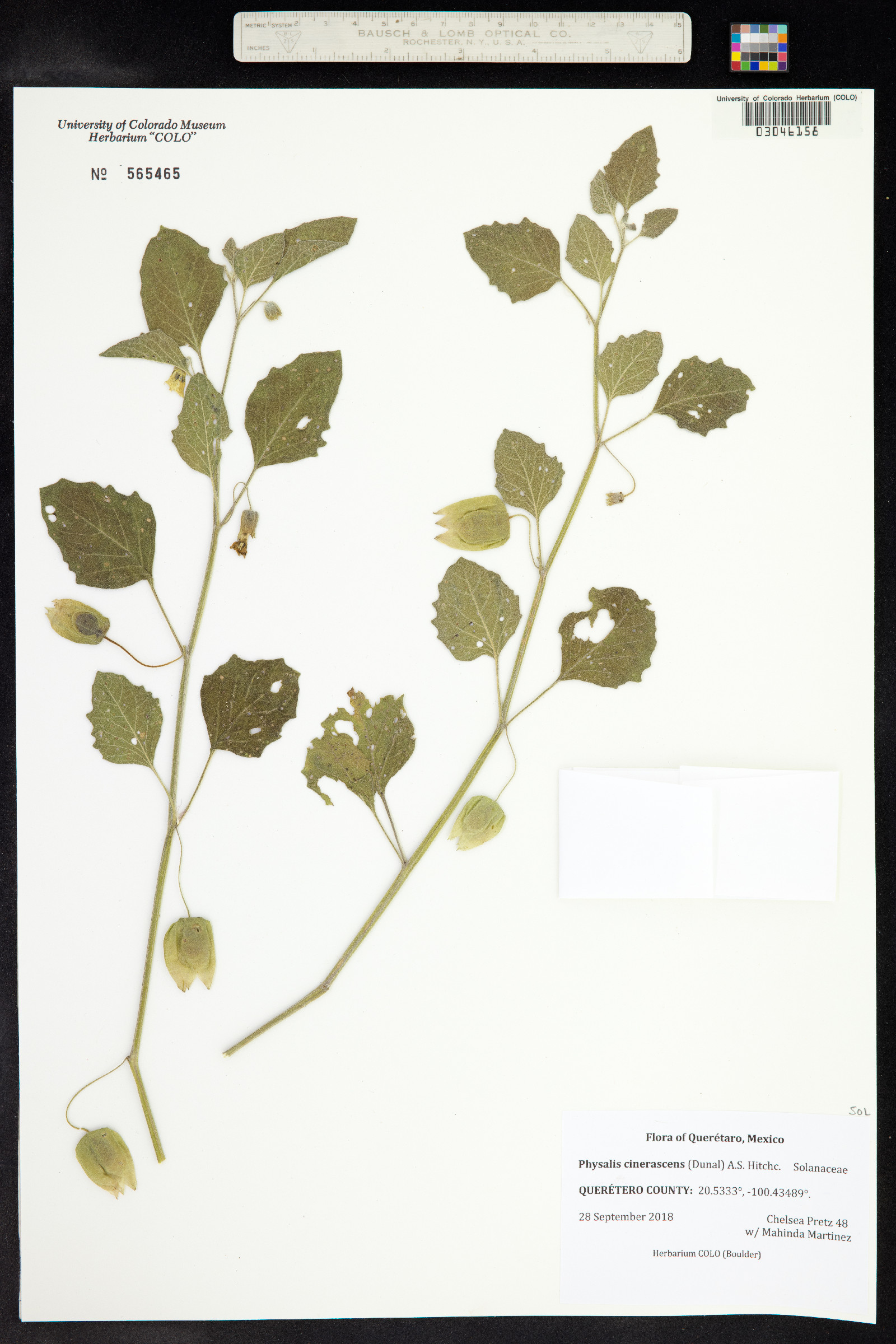 Physalis cinerascens image