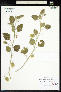 Physalis cinerascens image